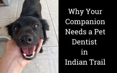 Why Your Companion Needs a Pet Dentist in Indian Trail