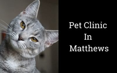 Pet Clinic In Matthews
