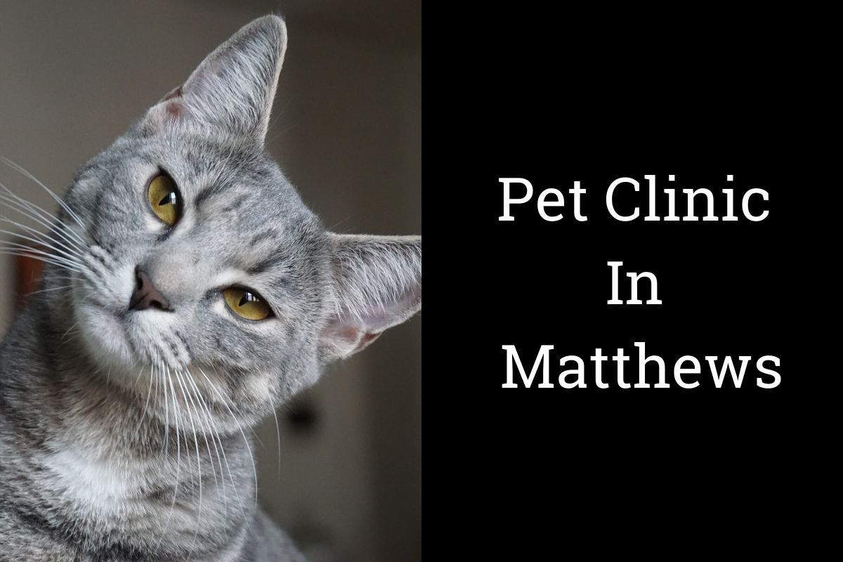 Pet Information &amp; Tips Pressly Animal Hospital Matthews