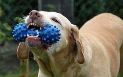 How to Choose Safe Chews For Your Pet
