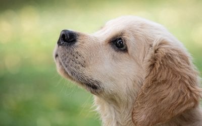 Common Myths About Microchips