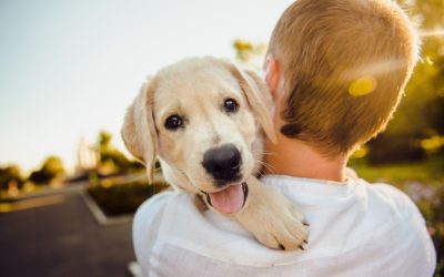 Microchip Your Pet to Help Find Them