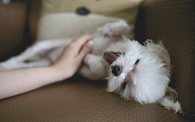 Easy Ways to Show Your Pet Love
