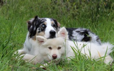 Is Fostering a Pet Right for Your Family?