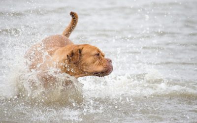 Most Common Water Hazards for Pets