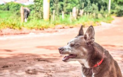 How To Detect Allergies In Your Pets