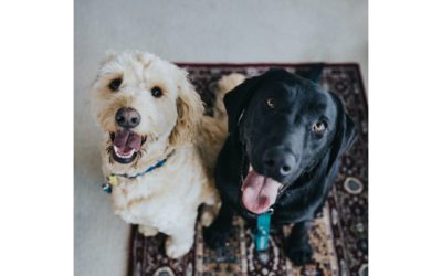 The Biggest Questions Around Pet Vaccines Answered