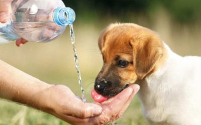 Drafting A Pet Disaster Plan