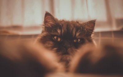 How To Tell Your Cat Is In Pain