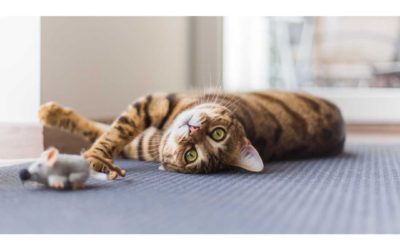 3 Ways To Enrich Your Cat’s Life