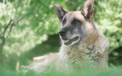 5 Pet Cancer Myths