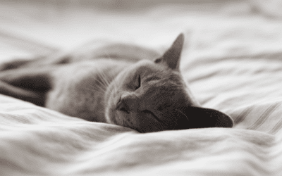 Is My Pet at Risk for Diabetes?