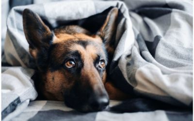 3 Tips on Making Your Senior Pet More Comfortable in the Winter