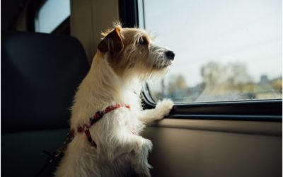 How to Keep Your Pet Safe When Traveling