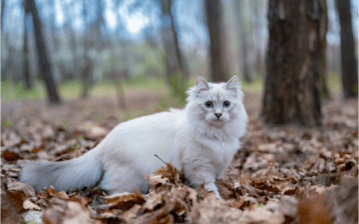 Learn to Prevent Squamous Cell Carcinoma in Your Cat