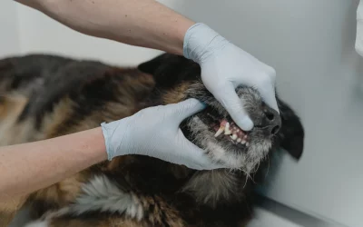 Is It Time for Your Pet’s Dental Cleaning?