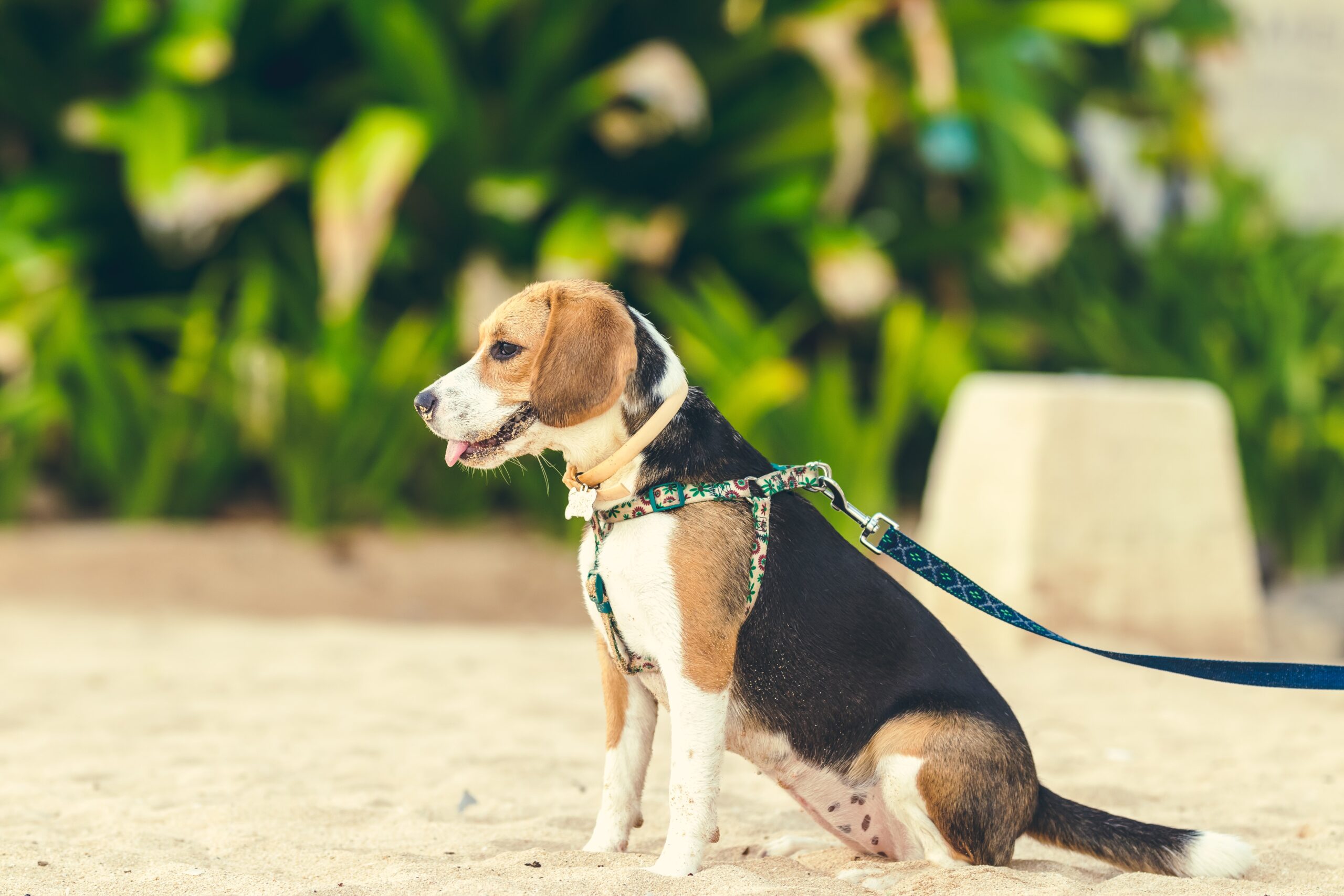 View of A Guide to Dog Walking Safety - Pressly Animal Hospital