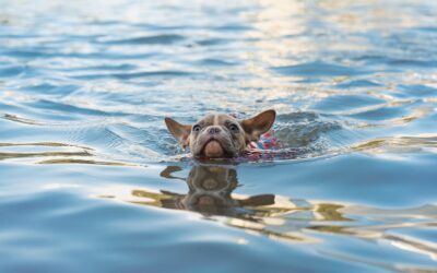 Five Tips for Safe Swimming With Your Pet