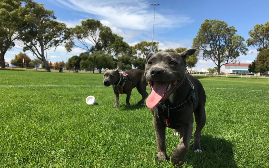Unleash the Fun While Being Safe with These 4 Dog Park Safety Tips