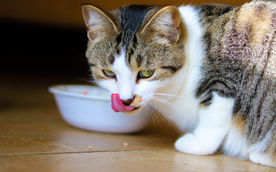 Cat licking its face after eating food from a bowl