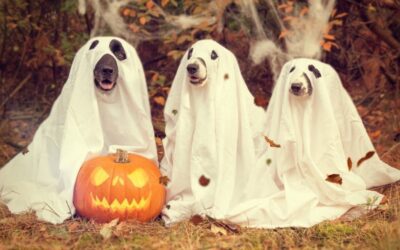 Pumpkin Spice Pet Advice: How to Safely Share the Season