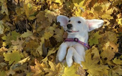 Fall Activities for You and Your Pets
